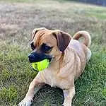 Dog, Plant, Carnivore, Grass, Fawn, Dog breed, Companion dog, Snout, Groundcover, Wrinkle, Working Animal, Puggle, Working Dog, Canidae, Toy Dog, Soil, Guard Dog