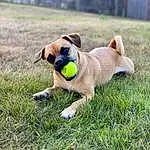 Dog, Carnivore, Dog breed, Grass, Fawn, Companion dog, Collar, Snout, Plant, Tail, Pug, Canidae, Watch, Working Animal, Sunglasses, Grassland, Working Dog, Non-sporting Group, Ancient Dog Breeds