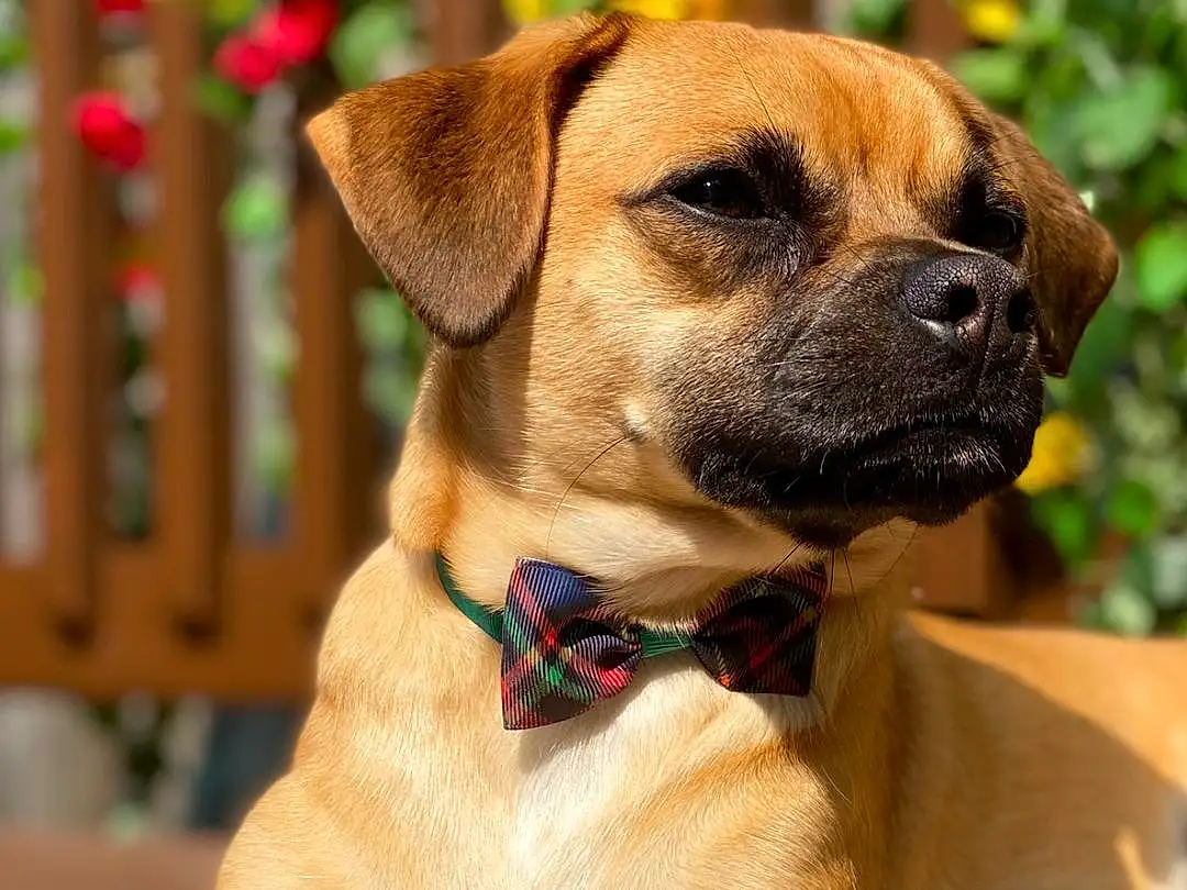 Dog, Plant, Dog breed, Carnivore, Collar, Companion dog, Fawn, Snout, Dog Collar, Whiskers, Pet Supply, Wrinkle, Working Animal, Flower, Canidae, Terrestrial Animal, Furry friends, Working Dog, Ancient Dog Breeds