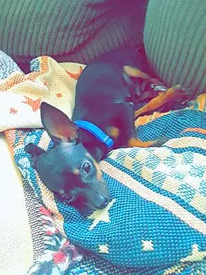 Name Chihuahua Dog Bruno