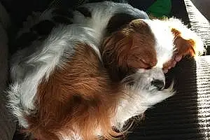 Cavalier King Charles Spaniel Dog Oshie