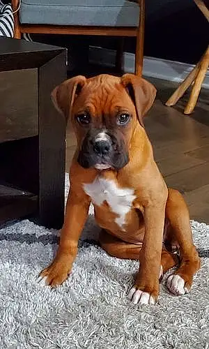 Boxer Dog Remi