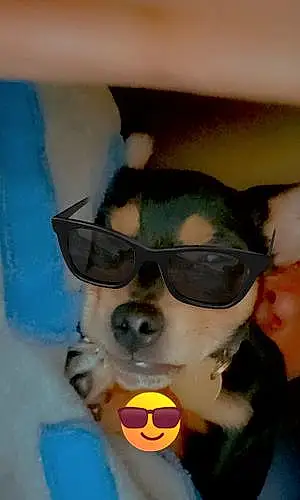 Glasses Chihuahua Dog Bella