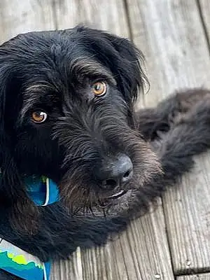 Labradoodle Dog Bentley