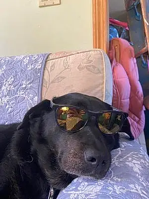 Glasses Dog Ruby