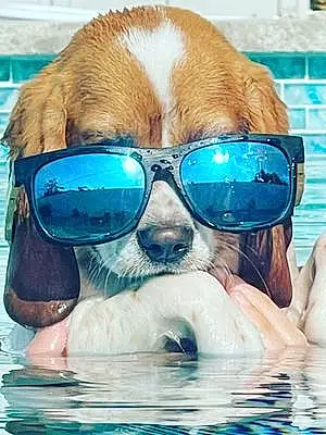 Glasses Beagle Dog Chase