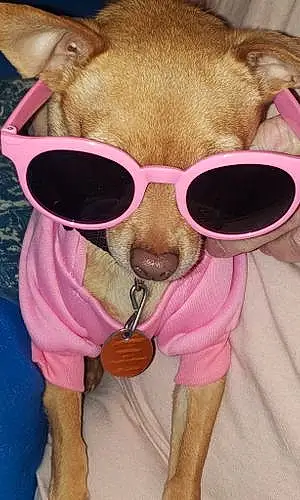 Glasses Chihuahua Dog Mia Grace