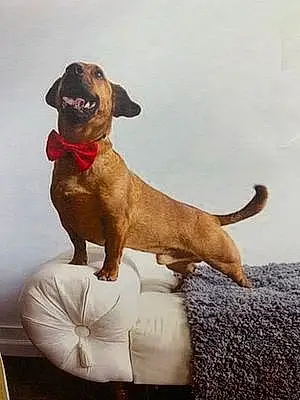 Dachshund Dog Oscar
