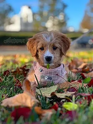 Name Goldendoodle Dog Autumn