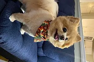 Pomeranian Dog Chewy