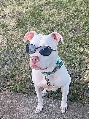 Glasses Pitt Bull Terrier Dog Bolo