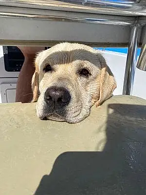 Name Labrador Retriever Dog Sully