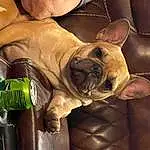 Dog, Dog breed, Carnivore, Bottle, Bulldog, Wood, Fawn, Companion dog, Wrinkle, Snout, Glass Bottle, Whiskers, Toy Dog, Comfort, Canidae, Drinkware, Terrestrial Animal, Wine Bottle, Molosser