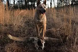 Australian cattle dog Dog Nessa