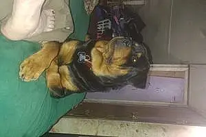 Rottweiler Dog Brutus