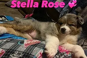 Australian Shepherd Dog Stella Rose