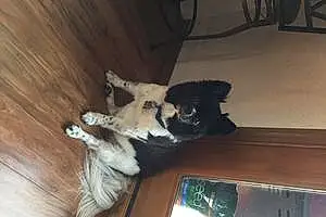 Pomeranian Dog Gismo