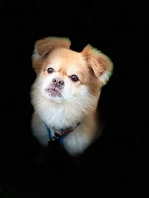 Pomeranian Dog Boo Boo