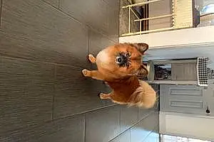 Pomeranian Dog Taz Corral