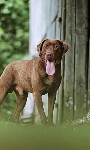 Labrador Retriever Dog Wrangler