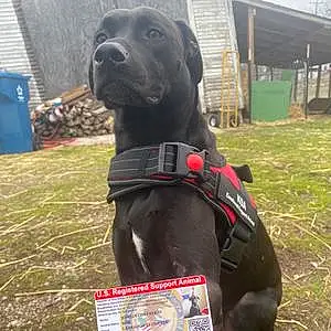 Labrador Retriever Dog Koa