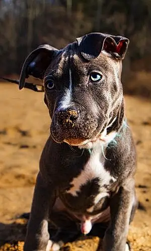 Pitt Bull Terrier Dog Buck