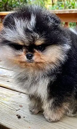 Name Pomeranian Dog Chester