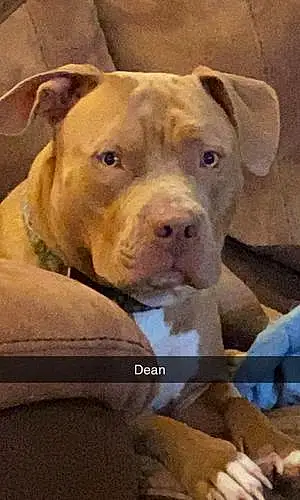 Pitt Bull Terrier Dog Dean