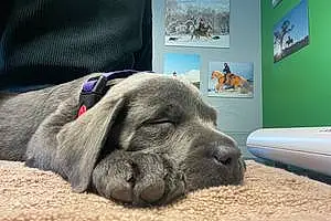 Labrador Retriever Dog Luna
