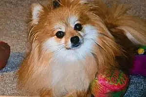 Pomeranian Dog Mandy