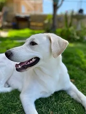 Labrador Retriever Dog Lana