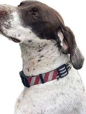 Name German shorthaired pointer Dog Indie