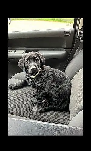Name Labrador Retriever Dog Ruger