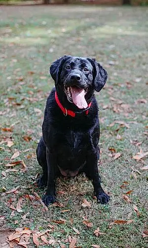 Labrador Retriever Dog Ada