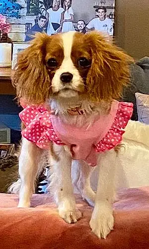 Cavalier King Charles Spaniel Dog Lucy