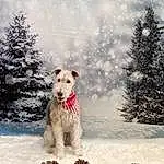 Dog, Snow, Sky, Tree, Carnivore, Dog breed, Cloud, Companion dog, Freezing, Collar, Winter, Pet Supply, Event, Dog Collar, Dog Supply, Canidae, Terrier, Conifer, Tail