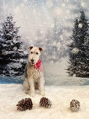 Wire Fox Terrier Dog Snickers