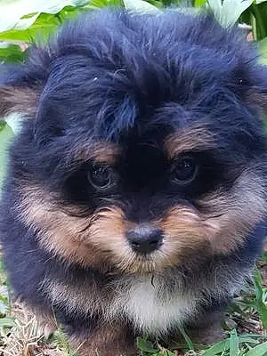 Pomeranian Dog Reily