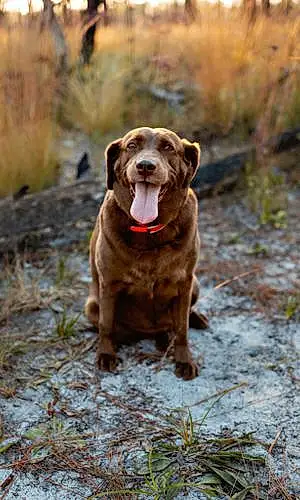 Labrador Retriever Dog Heidi