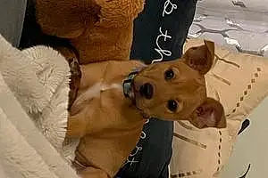 Mixed breed Dog Brando