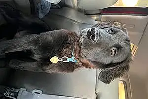 Labrador Retriever Dog Parker