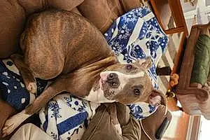 Pitt Bull Terrier Dog Zoey