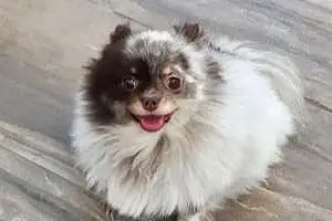 Pomeranian Dog Trudy