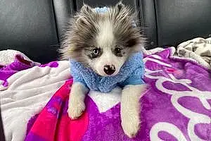 Pomeranian Dog Milo
