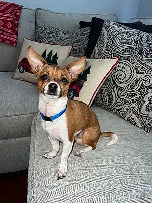 Name Chihuahua Dog Bobo