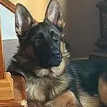Dog, Dog breed, Carnivore, Ear, Fawn, Companion dog, Snout, Whiskers, Working Animal, Furry friends, Canidae, King Shepherd, Old German Shepherd Dog, East-european Shepherd, Claw, Box, Working Dog, Natural Material, Wood