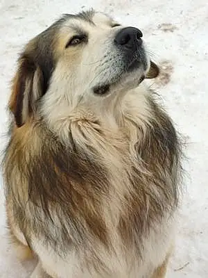 Name Great Pyrenees Dog Sampson