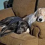 Dog, Couch, Carnivore, Comfort, Chair, Dog breed, Grey, Shipping Box, Fawn, Companion dog, Dog Supply, Studio Couch, Box, Working Animal, Canidae, Furry friends, Linens, Sitting, Guard Dog