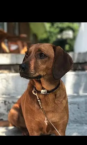 Name Coonhound Dog Flash