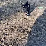Dog, Plant, Dog breed, Carnivore, Tree, Road Surface, Grass, Asphalt, Snout, Tail, Working Animal, Soil, Companion dog, Trunk, Shadow, Leash, Canidae, Wood, Adventure